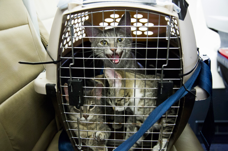 Illustration for article titled 64 Lucky Shelter Animals Got Flown Out Of Texas After Hurricane Harvey